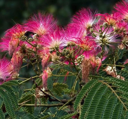 Albicja żółta Albizia, Albizia lophanta