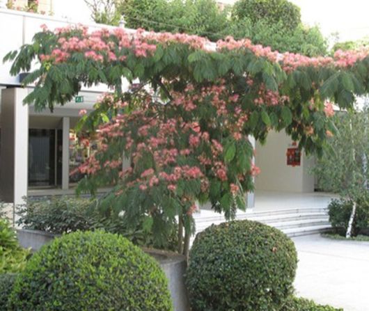 Albicja żółta Albizia, Albizia lophanta