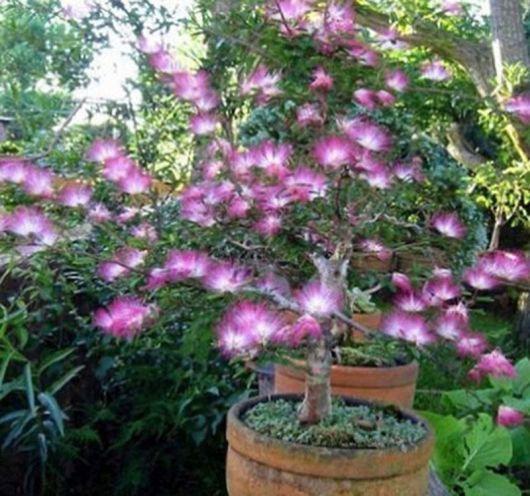Albicja żółta Albizia, Albizia lophanta