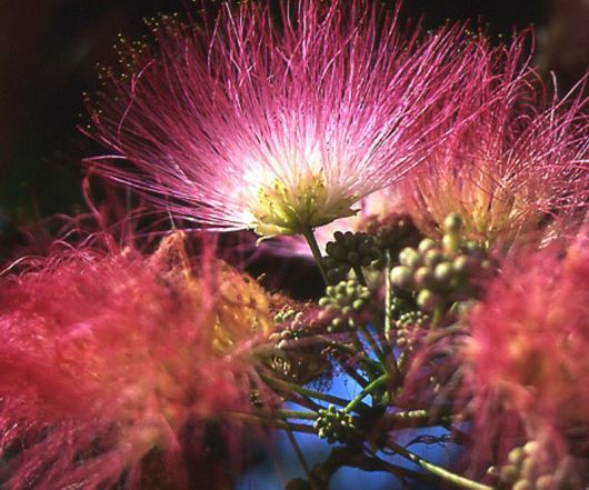 Albicja żółta Albizia, Albizia lophanta