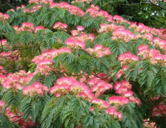 Albicja żółta Albizia, Albizia lophanta