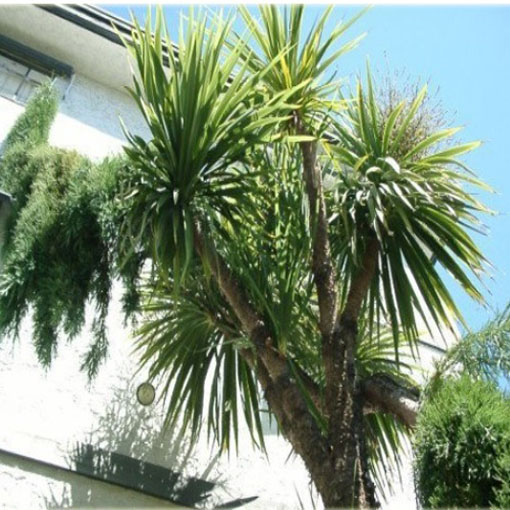 Kapuściane drzewo, Cordyline indivisa