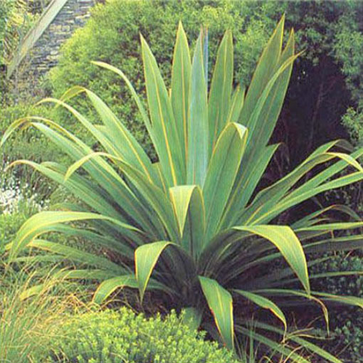 Kapuściane drzewo, Cordyline indivisa