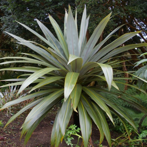 Kapuściane drzewo, Cordyline indivisa
