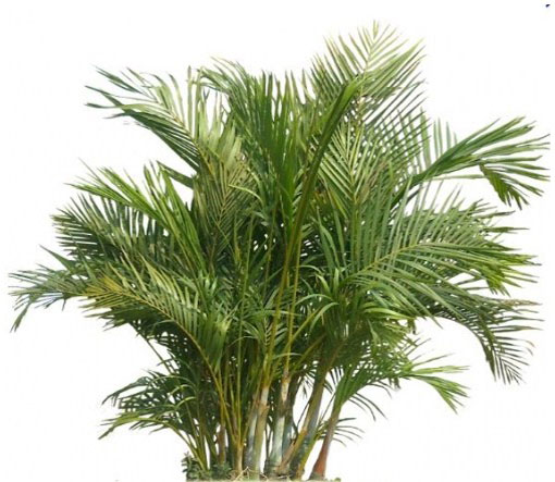 Kariota bezbronna Caryota, Caryota mitis