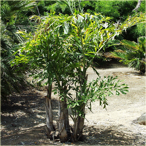 Kariota bezbronna Caryota, Caryota mitis