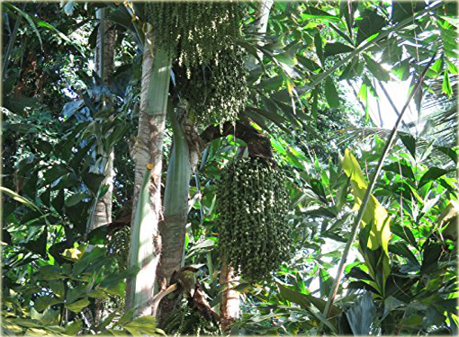 Kariota bezbronna Caryota, Caryota mitis