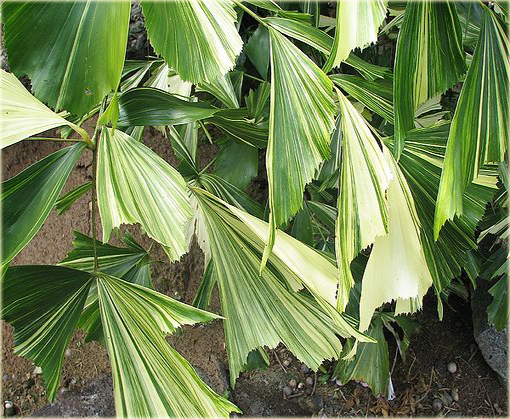 Kariota bezbronna Caryota, Caryota mitis