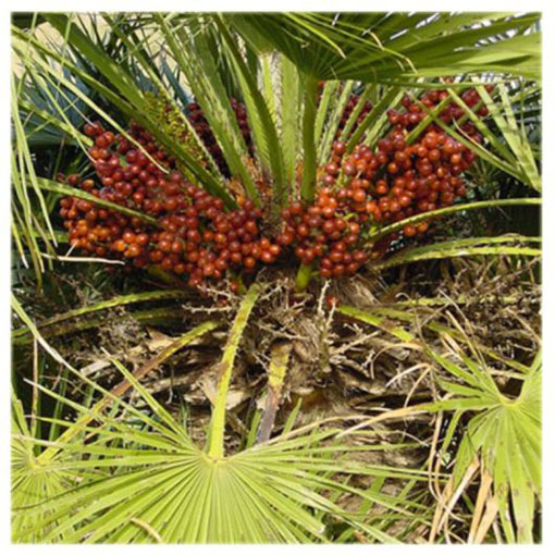 Karłatka europejska Chamaerops, Chamaerops humilis