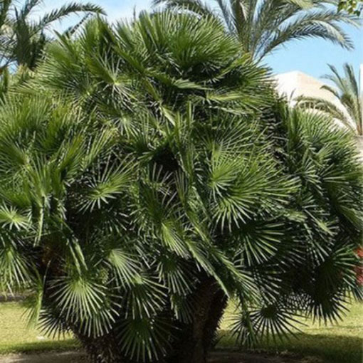Karłatka europejska Chamaerops, Chamaerops humilis