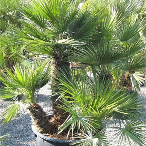 Karłatka europejska Chamaerops, Chamaerops humilis