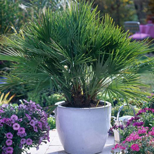 Karłatka europejska Chamaerops, Chamaerops humilis