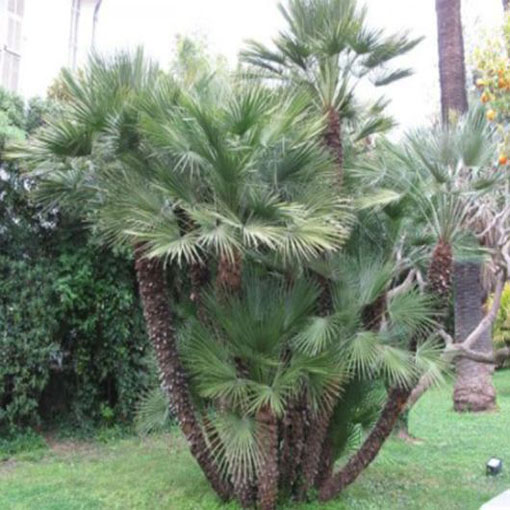 Karłatka europejska Chamaerops, Chamaerops humilis