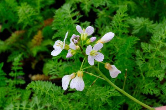 nasiona Kminek Carum carvi