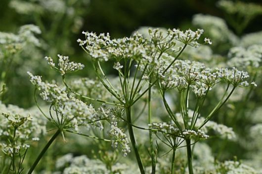 nasiona Kminek Carum carvi