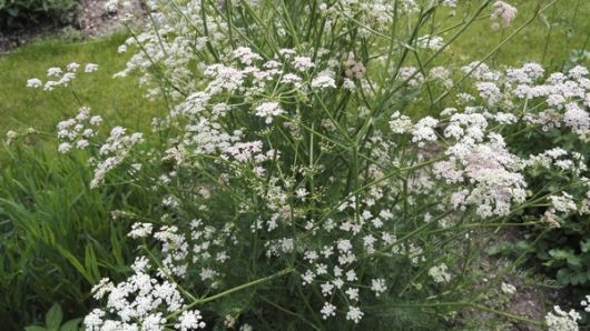 nasiona Kminek Carum carvi