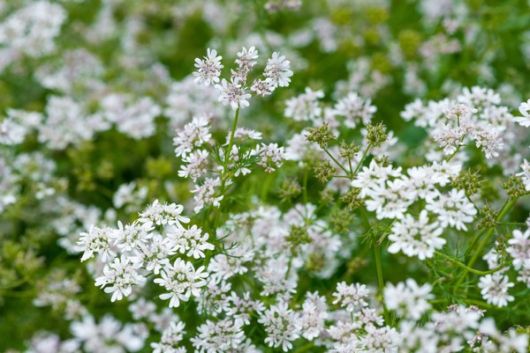 nasiona Kolendra siewna Coriandrum