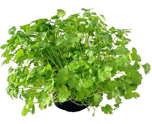 nasiona Kolendra siewna Coriandrum