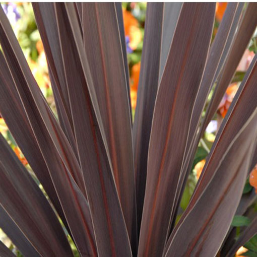 Kordylina Purpurea, Cordyline australis Purpurea