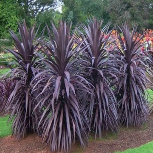 Kordylina Purpurea, Cordyline australis Purpurea