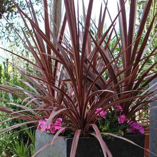 Kordylina Purpurea, Cordyline australis Purpurea