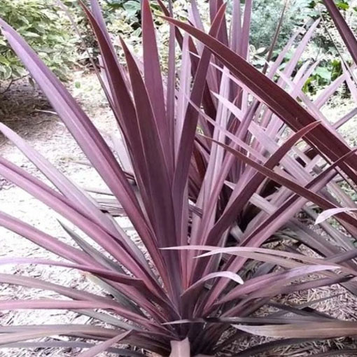 Kordylina Purpurea, Cordyline australis Purpurea