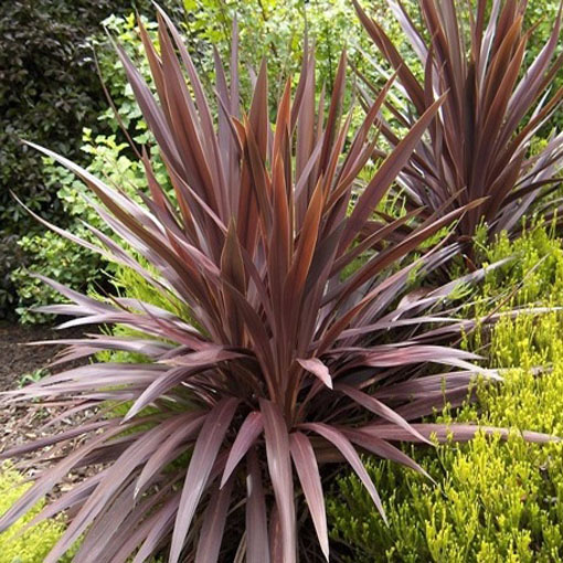 Kordylina Purpurea, Cordyline australis Purpurea