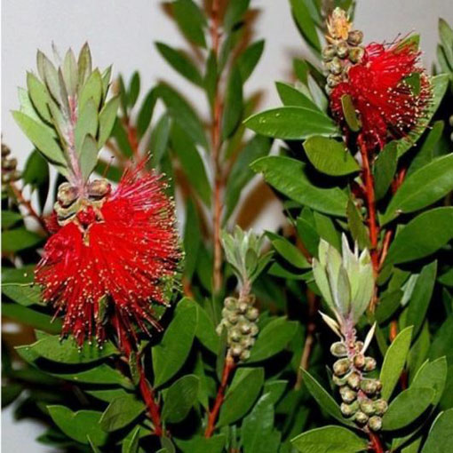 Kuflik cytrynowy Callistemo, Callistemon citrinus