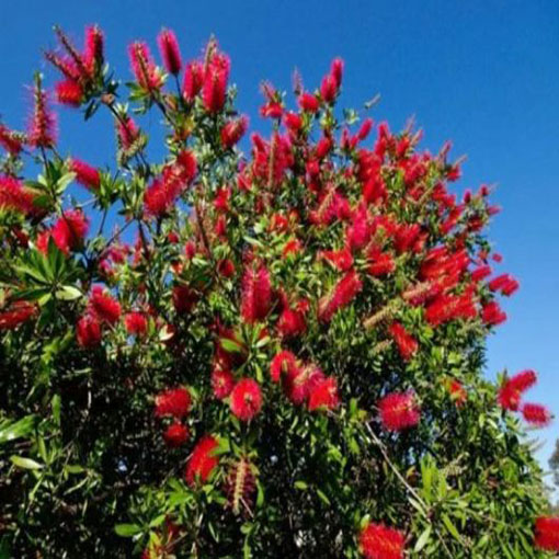 Kuflik cytrynowy Callistemo, Callistemon citrinus
