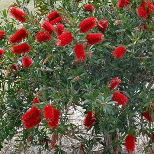 Kuflik cytrynowy Callistemo, Callistemon citrinus