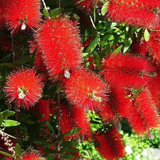 Kuflik cytrynowy Callistemo, Callistemon citrinus
