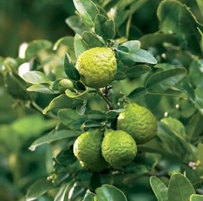 Limonka Kaffir, papeda, Citrus histrix