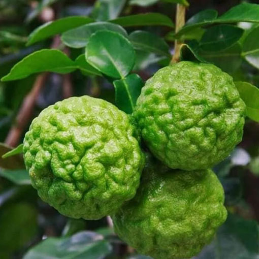 Limonka Kaffir, papeda, Citrus histrix