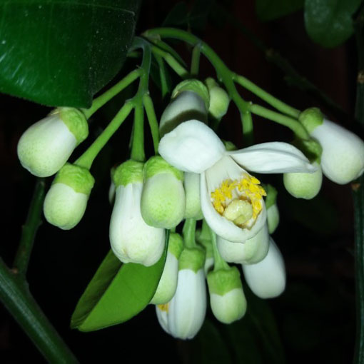 Limonka Kaffir, papeda, Citrus histrix