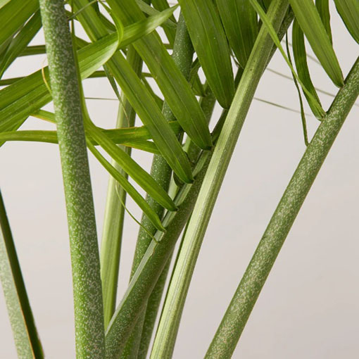 Majestic palm, Ravenea rivularis