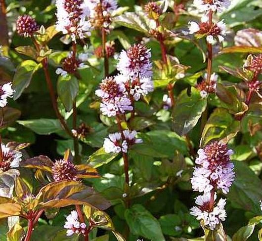 nasiona Mięta pieprzowa Mentha