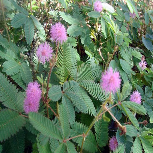 Mimoza wstydliwa, Mimosa pudica