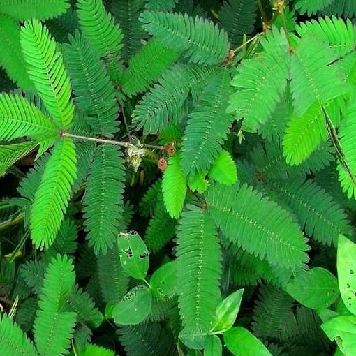 Mimoza wstydliwa, Mimosa pudica