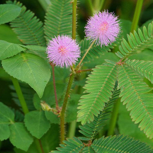 Mimoza wstydliwa, Mimosa pudica