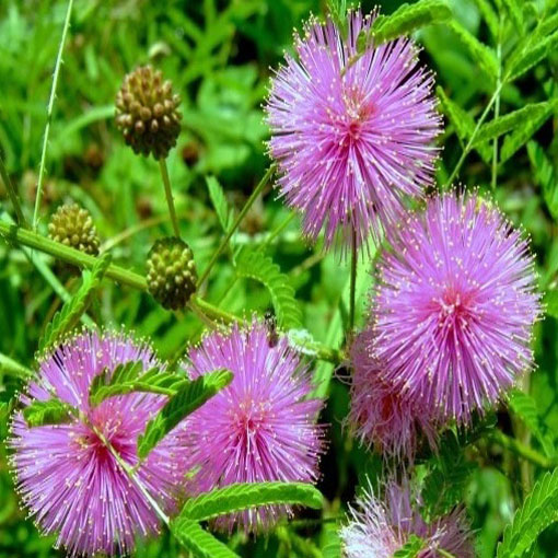 Mimoza wstydliwa, Mimosa pudica