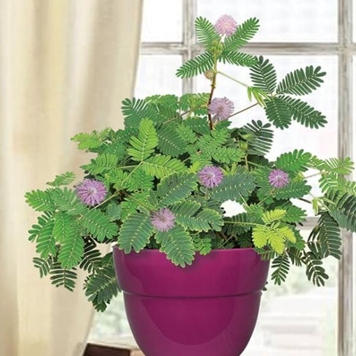 Mimoza wstydliwa, Mimosa pudica