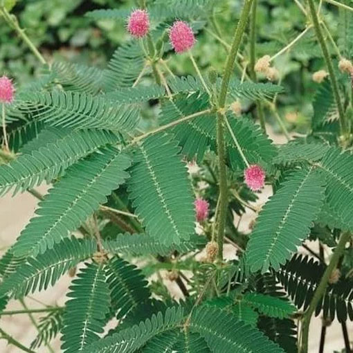 Mimoza wstydliwa, Mimosa pudica