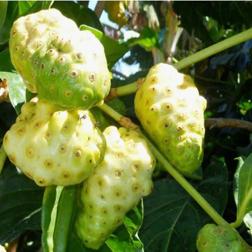 Morwa indyjska, Morinda citrifolia