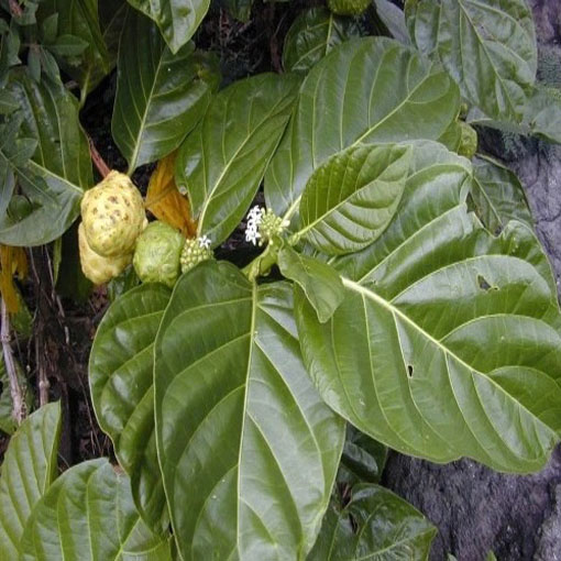 Morwa indyjska, Morinda citrifolia