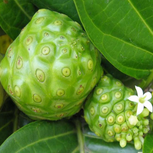 Morwa indyjska, Morinda citrifolia