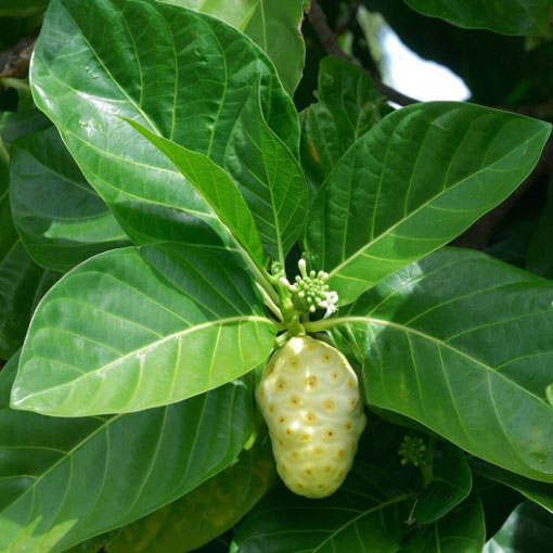 Morwa indyjska, Morinda citrifolia