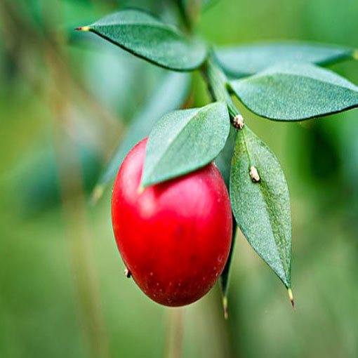 Myszopłoch kolczasty, Ruscus aculeatus