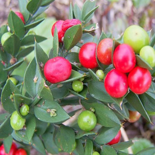 Myszopłoch kolczasty, Ruscus aculeatus