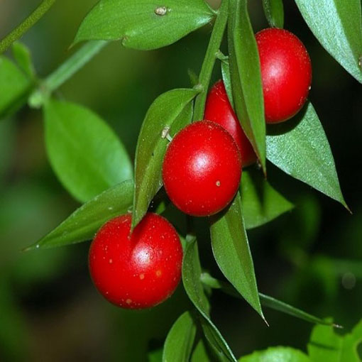Myszopłoch kolczasty, Ruscus aculeatus