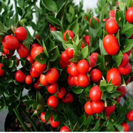 Myszopłoch kolczasty, Ruscus aculeatus